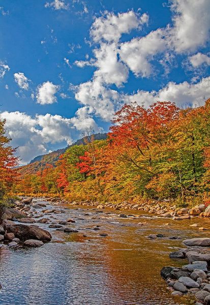 Gulin, Sylvia 아티스트의 USA-New Hampshire-White Mountains National Forest and Swift River along Highway 112 in Autumn from 작품입니다.